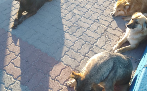 Preocupación en Caleta Córdova por superpoblación canina: «Vienen a abandonar perras preñadas»