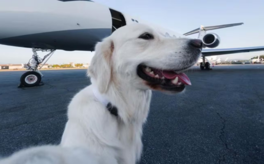 Cansado de sufrir por su perro cada vez que viajaba en avión, creó una aerolínea exclusiva para mascotas