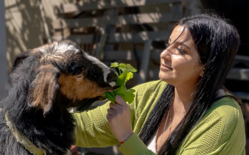 La cabra Vilma: hace 4 años la salvaron de un matadero y sus videos superan los 100 millones de reproducciones