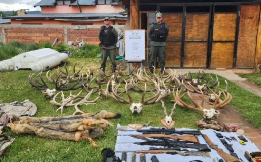 Secuestraron armas, astas de ciervo y pieles de zorro