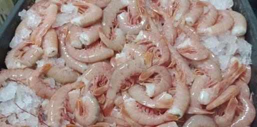 Trasladaba 270 kilos de langostinos ilegalmente