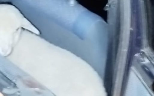 Lo encontraron de madrugada con un cordero vivo en el auto
