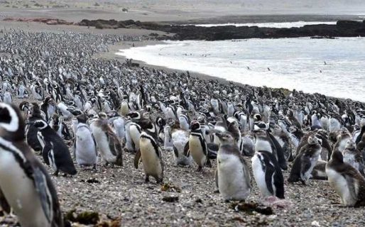 Piden cuatro años de prisión y medio millón de dólares al imputado por la masacre de pingüinos