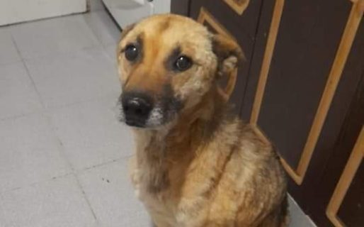 Se quedó sin trabajo, no puede alimentar a sus perros y los da en adopción