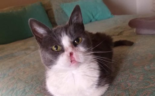 Piden ayuda para Anita, una gata que tiene un tumor