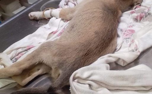 Piden ayuda para una cachorra de cuatro meses que fue encontrada en estado de abandono
