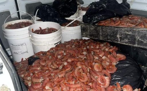 Le incautaron 350 kilos de langostinos en un control policial