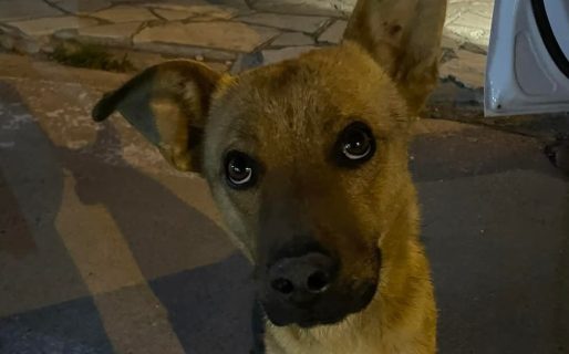 Buscan una familia para una perra que fue abandonada: «Es muy sociable y cariñosa»