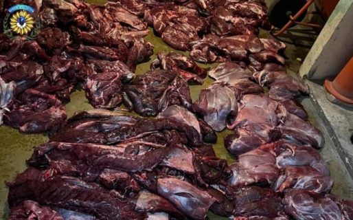 Lo pararon en la ruta y llevaba 17 guanacos faenados