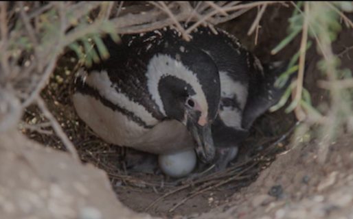 Juicio histórico en Punta Tombo: hoy se conocerá la pena para el productor ganadero