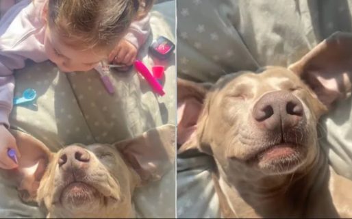 “Cara de placer”: una nena le regaló un día de spa a su perro y el tierno video fue furor en las redes