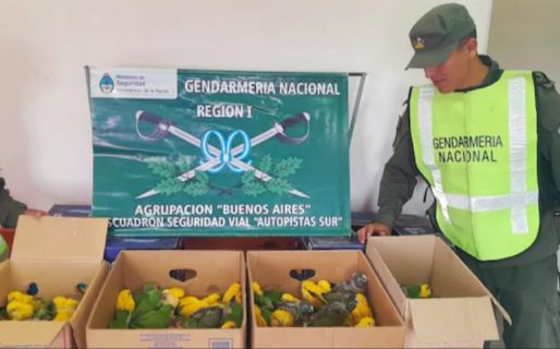 Gendarmería rescató 94 cotorras en un control