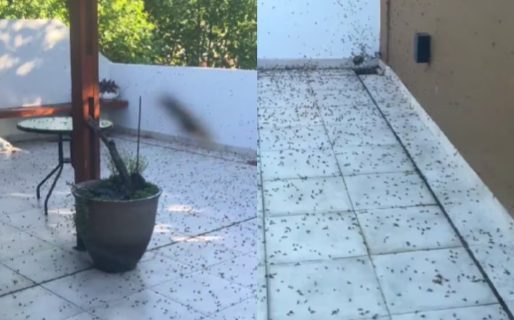 Hay invasión de hormigas voladoras en varios puntos de la Ciudad de Buenos Aires y el conurbano