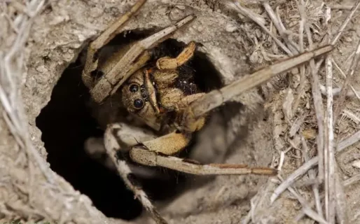 Crecen las consultas por accidente con arañas, alacranes o serpientes