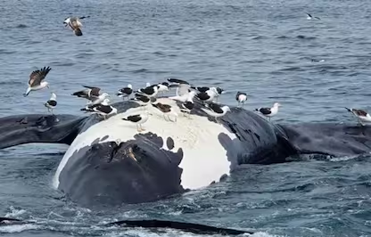 Encontraron 71 ballenas muertas en la zona de Puerto Pirámides
