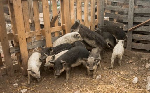 Una adolescente quiso darles de comer a los cerdos de la granja familiar y murió atacada a mordiscones
