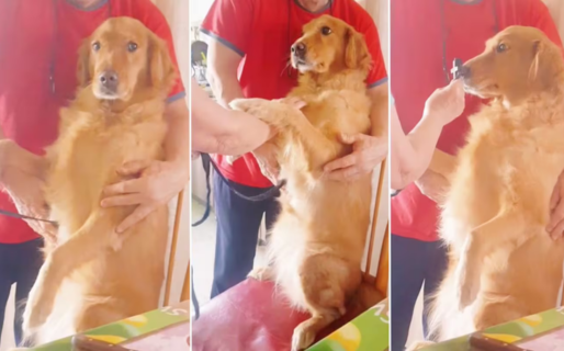 Video: una familia le “curó el empacho” a su perra y revolucionó las redes