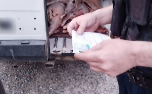 Decomisan 11 animales faenados que eran transportados en una camioneta