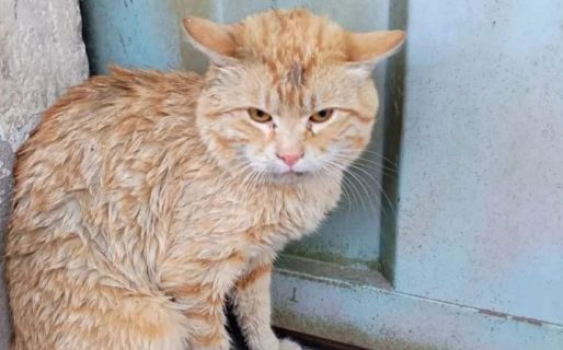 Perros atacaron a un gato y buscan al dueño de la mascota herida