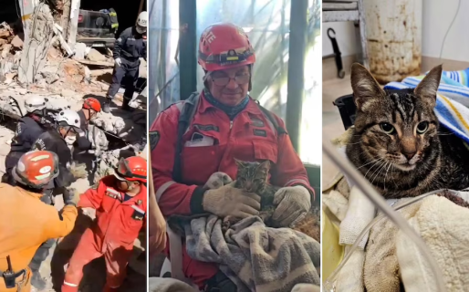 Derrumbe en Villa Gesell: rescataron el gato de una de las víctimas de entre los escombros del hotel