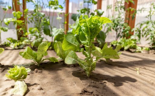 Inauguraron una huerta saludable en la Escuela N° 146 de Km. 3