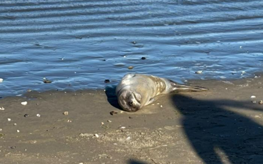 Parece muerto, pero solo está durmiendo