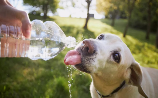 El método más eficaz para proteger al perro de un golpe de calor