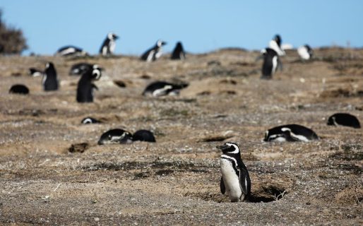 Ecocidio en Punta Tombo: La Regina fue condenado a tres años de cárcel por aplastar con una topadora a cientos de pingüinos