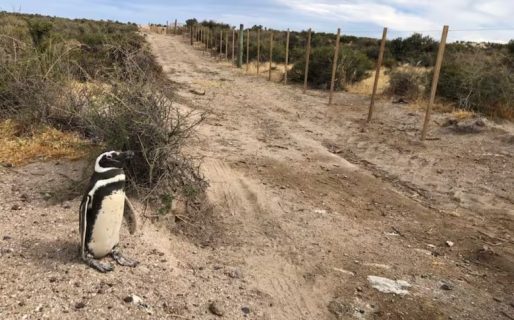 Masacre en Punta Tombo: La Regina fue encontrado responsable de daño ambiental y crueldad animal