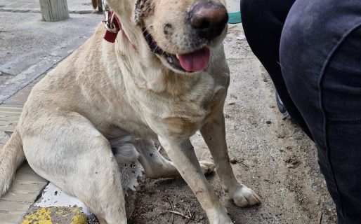 Buscan un hogar para “Rubio” un labrador que fue abandonado
