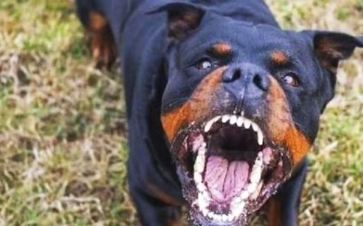 Una niña de 3 años fue atacada por un perro rottweiler