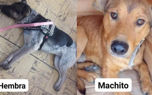 Su dueña falleció y le buscan un hogar a dos perros: “No tienen donde ir”
