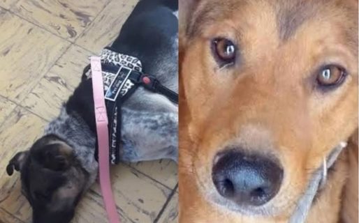 Dos perritos quedaron sin un hogar tras el fallecimiento de su dueña