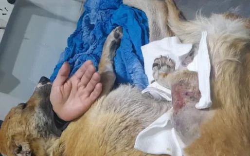 A Copito le tienen que amputar la pata y piden ayuda para costear los gastos veterinarios