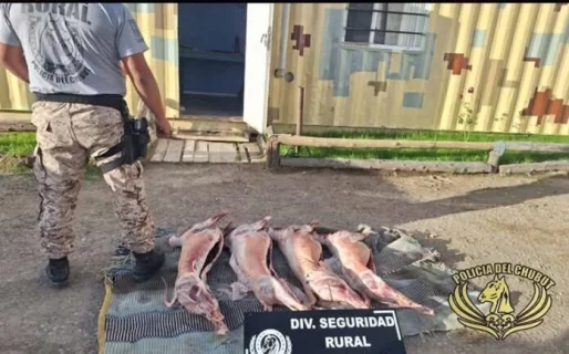 Le decomisaron cuatro corderos que llevaba en la caja de la camioneta