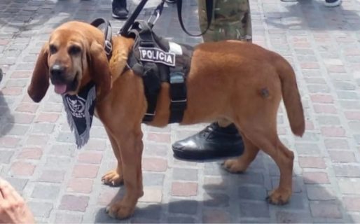 Zeus, un héroe de cuatro patas, se retira de la Policía del Chubut