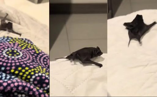 Una joven pensó que su perro estaba abajo de su sábana pero se llevó el susto de su vida