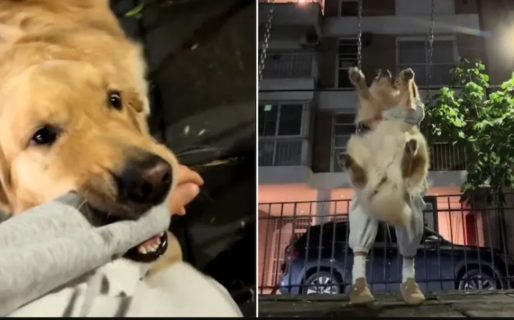 El divertido método de un perro para que lo lleven a la hamaca del parque durante sus paseos nocturnos