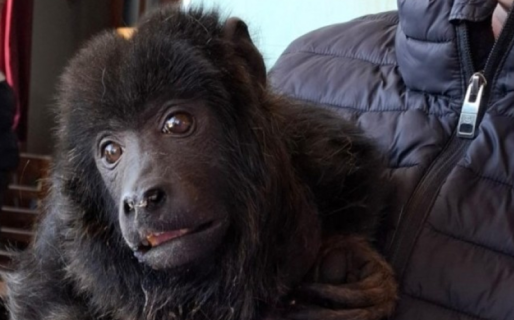 Secuestran un mono caraya y detienen a dos personas por maltrato animal