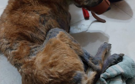 Buscan una familia para Rodolfo un perro que fue abandonado y rescatado hace cinco meses