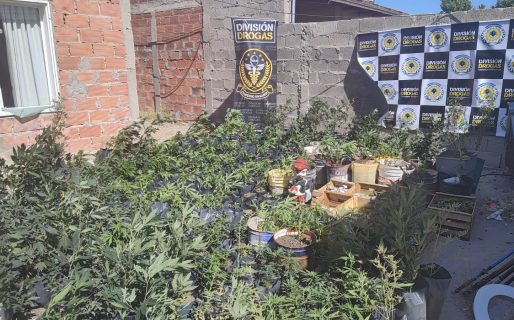 Hallaron 650 plantas de marihuana en la casa de una mujer en km5