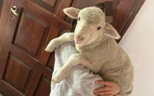 Apareció sano, salvo y crudo el cordero extraviado en el Pueyrredón