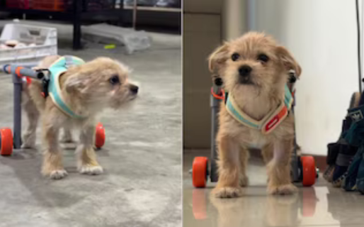 Construyó una silla de ruedas para su perro y desató la emoción en las redes sociales