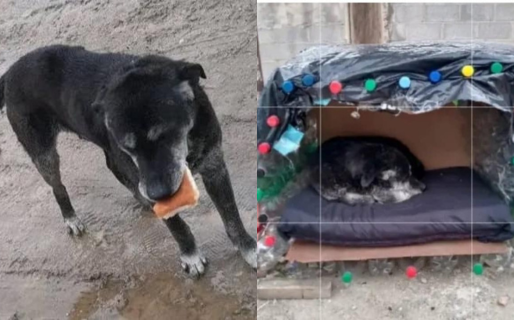 Desapareció un querido perro en Abasolo «se lo extraña al viejito»