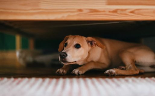 Navidad, mascotas y pirotecnia: cómo proteger a los animales usando música