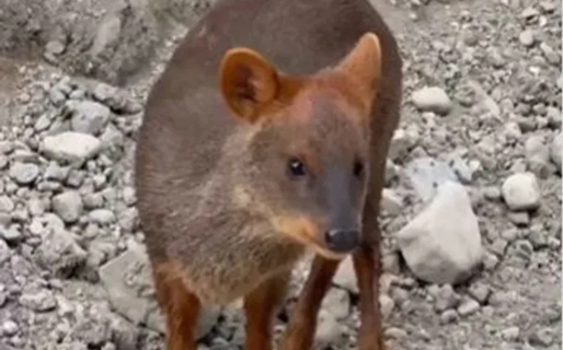 Maravilla natural: un Pudú apareció en el Parque Nacional Los Alerces