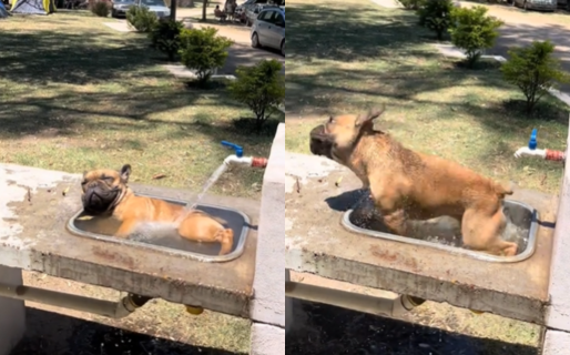 Un bulldog francés sorprende con su ingeniosa forma de combatir el calor