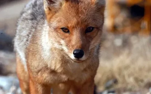 Detectaron un zorro con rabia y piden vacunar a las mascotas