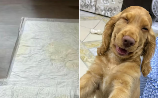 Hizo todo mal, pero conquistó a la gente: el perro que está generando todo tipo de reacciones en TikTok
