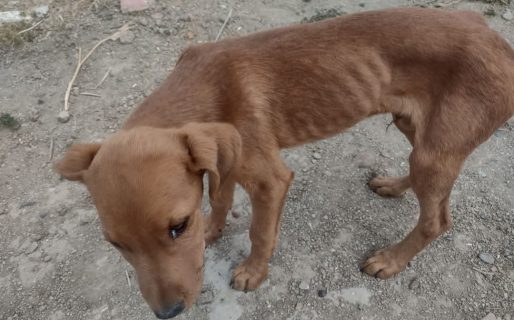 Encontraron a un cachorro abandonado: «Apenas se mantiene de pie»